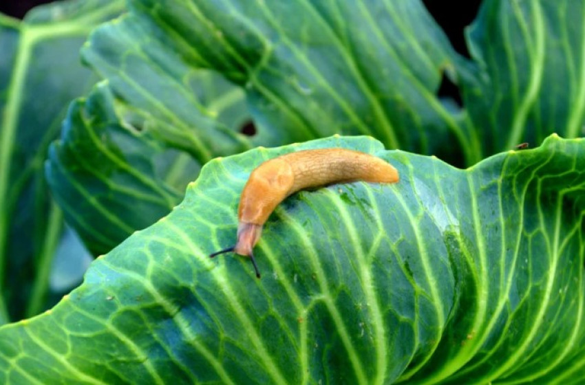 Csigák a kertben – Hogyan szabaduljunk meg tőlük?